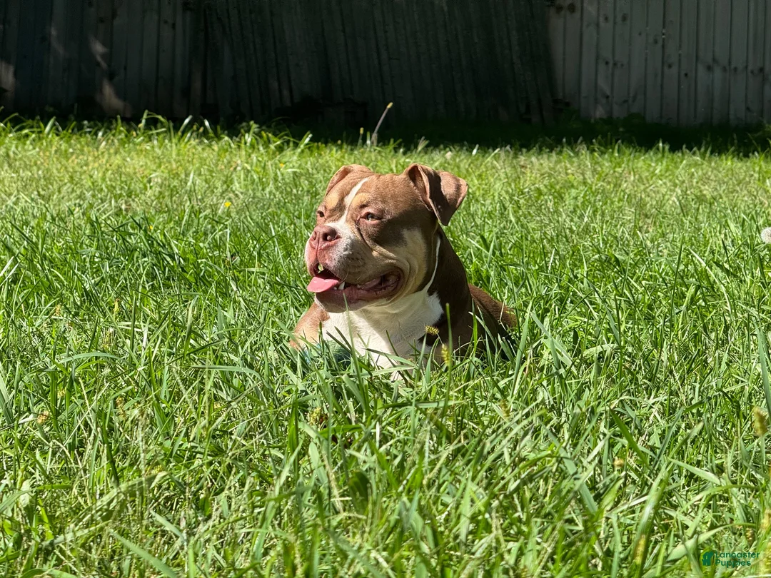 American Bully dogs for sale: Blue - Ad 1