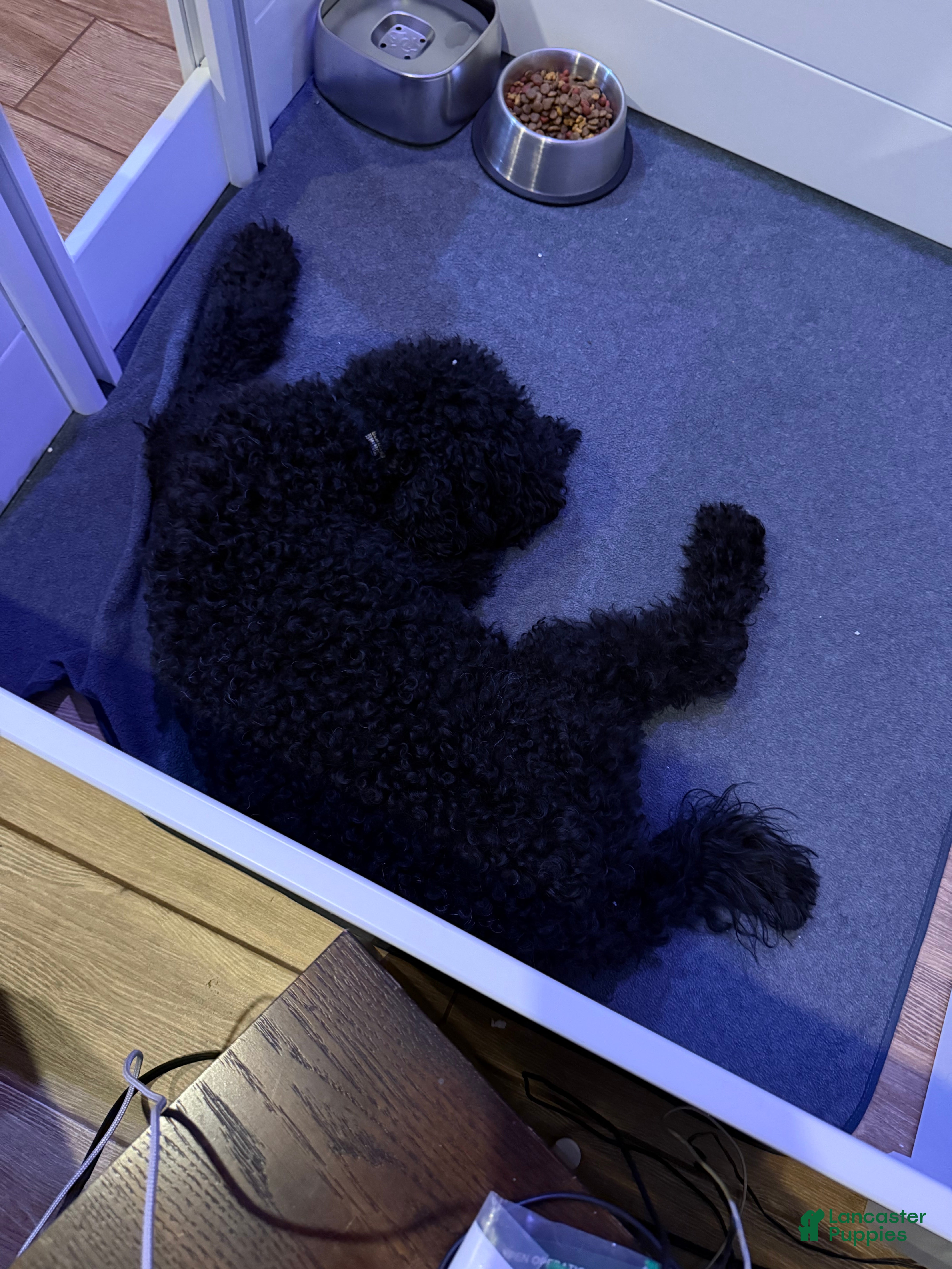 Goldendoodle dogs Goldendoodle Puppy 1 - Ad 9