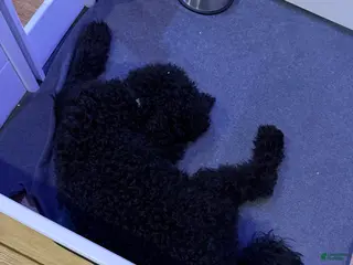 Goldendoodle dogs Goldendoodle Puppy 1 - Ad 9