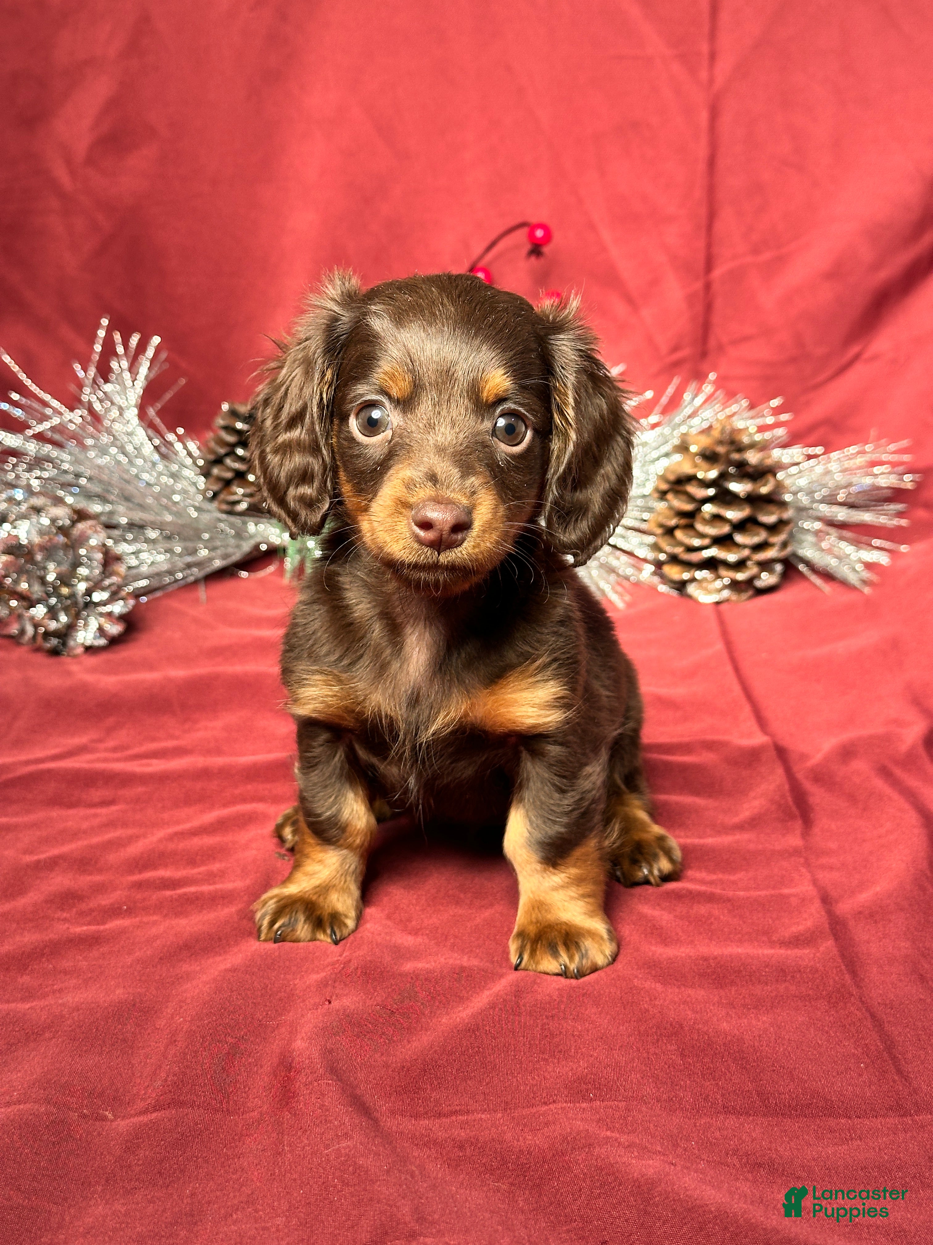 Miniature Dachshund dogs Macy - Ad 17