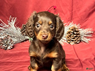 Miniature Dachshund dogs Macy - Ad 17
