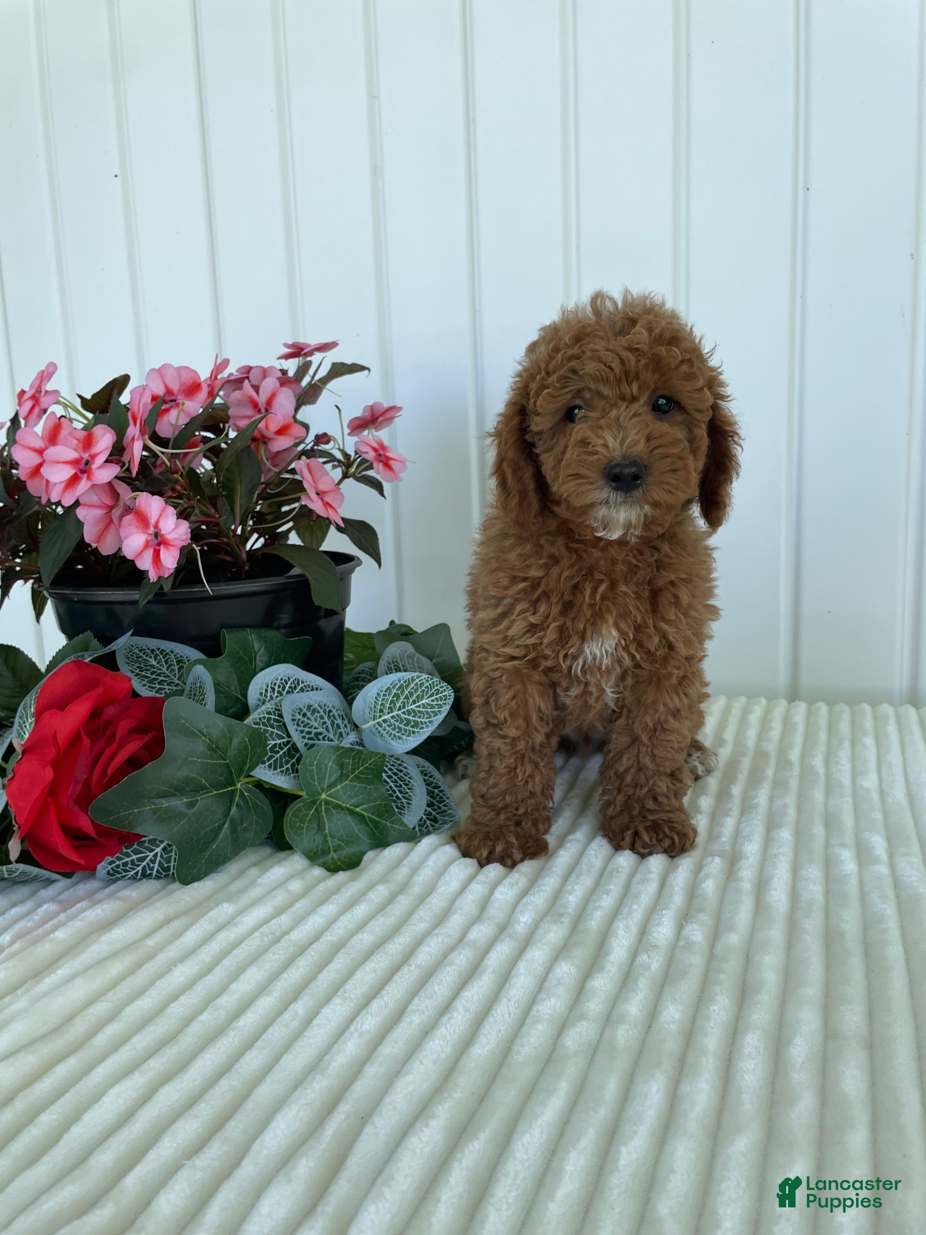 Mini Goldendoodle dogs Homestead - Ad 35