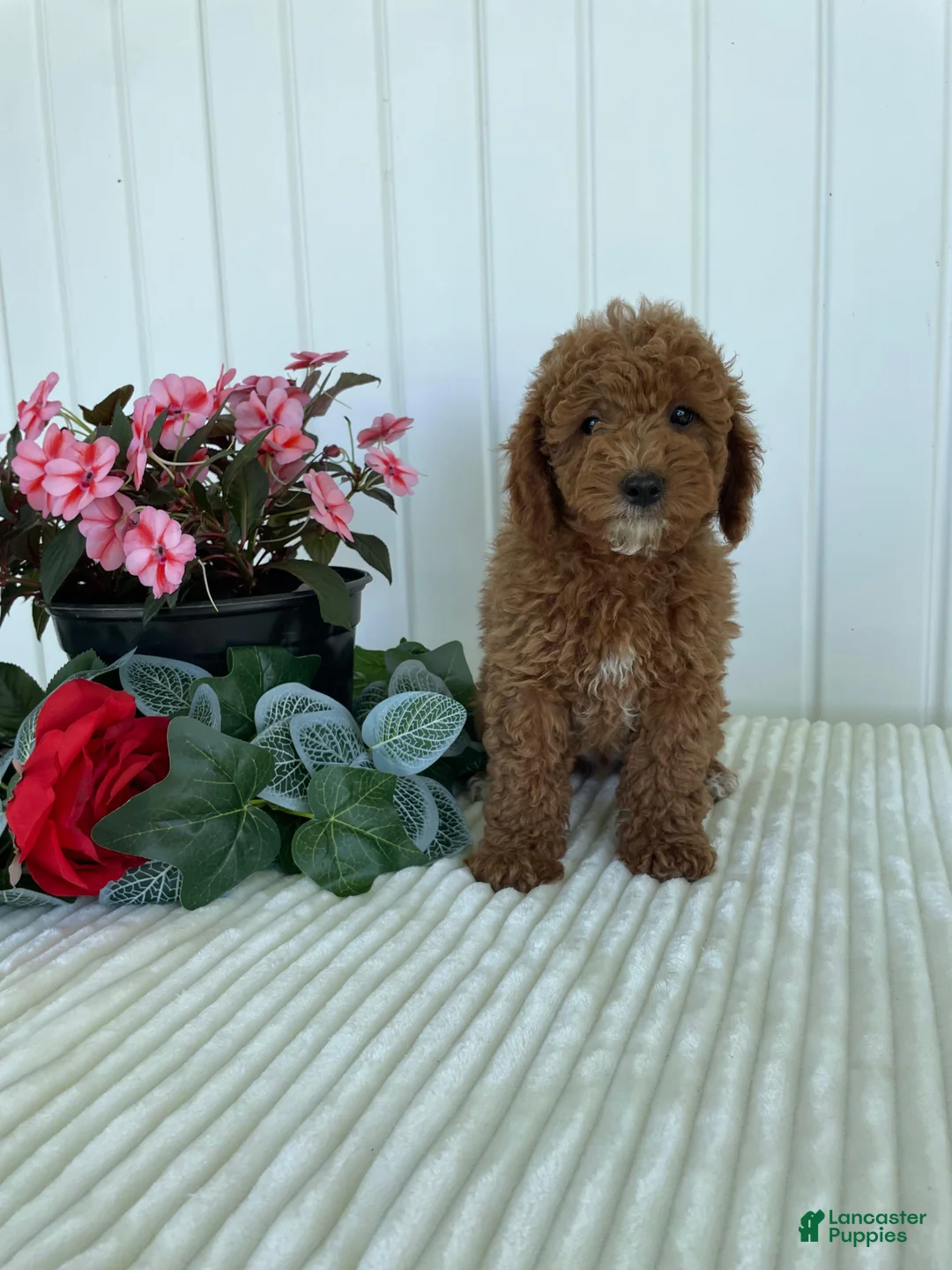 Mini Goldendoodle dogs for sale: Homestead - Ad 1