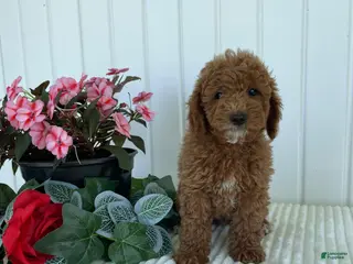 Mini Goldendoodle dogs Homestead - Ad 37