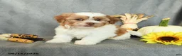 Shorkie dogs for sale: Musketeer - Ad 4