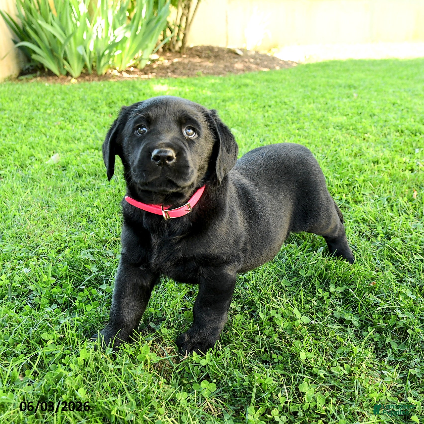 Labrador Retriever dogs for sale: Adriana - Ad 2