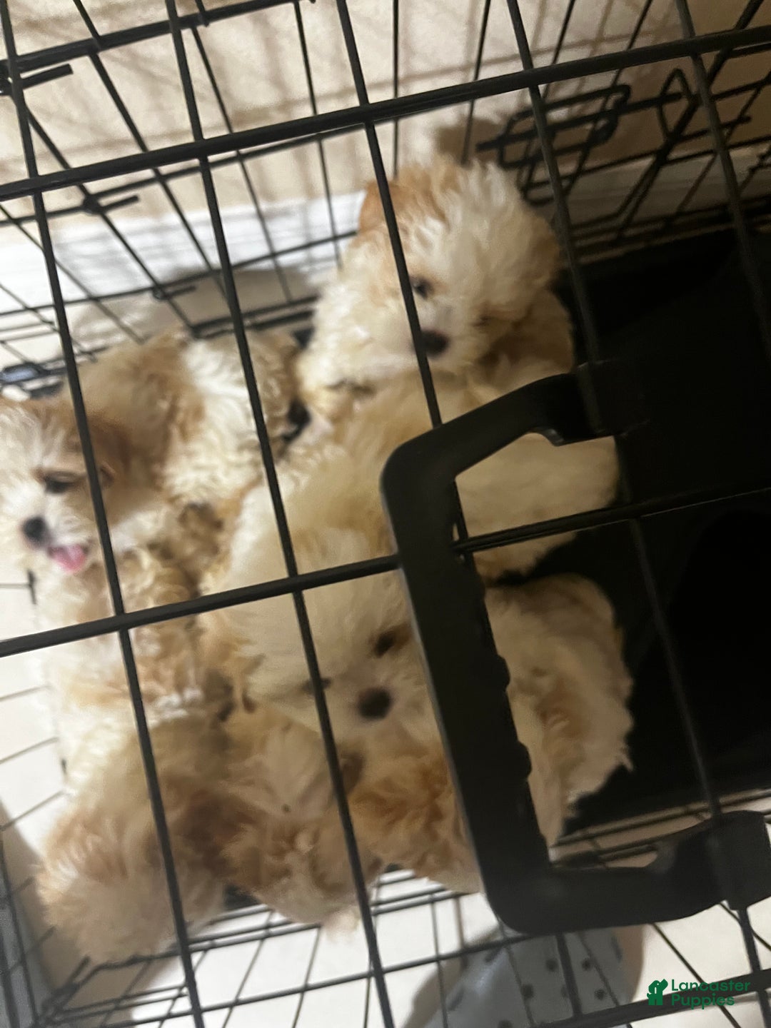 Shih Tzu dogs for sale: Daisy - Ad 8