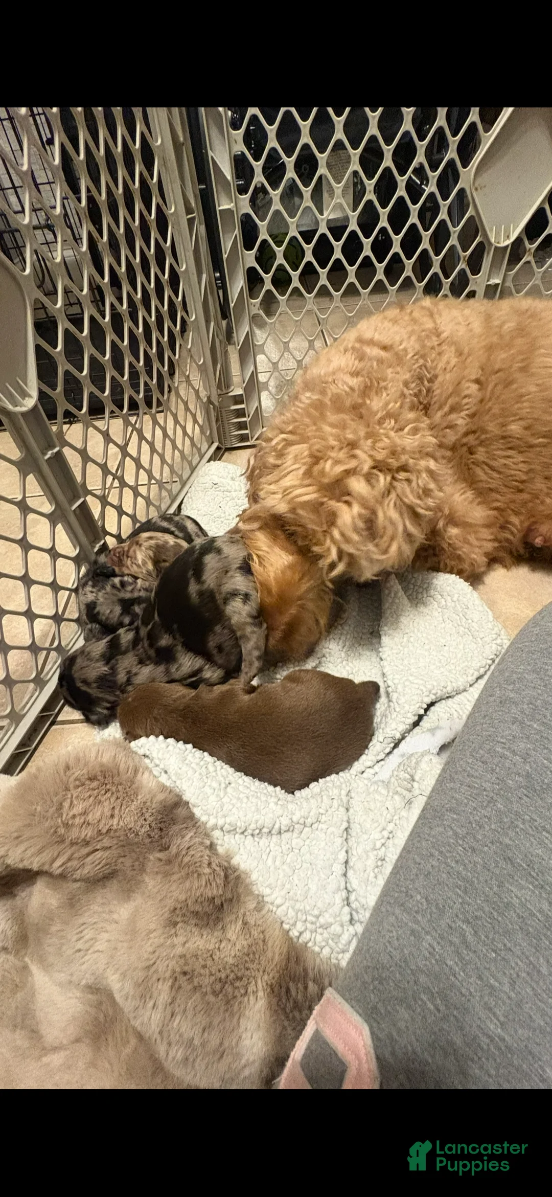 Goldendoodle dogs for sale: Goldendoodle Puppy 3 - Ad 2