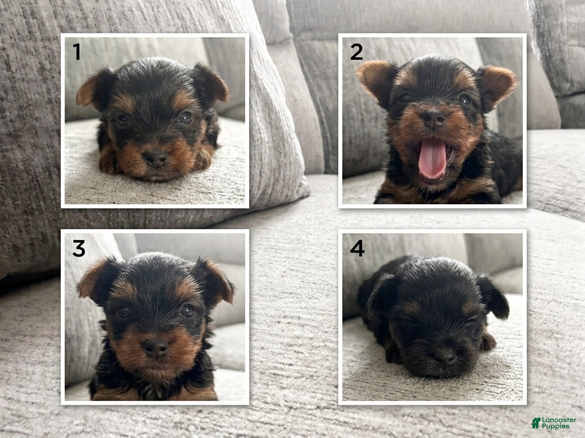 Yorkshire Terrier dogs for sale: Yorkshire Terrier 1 - Ad 3