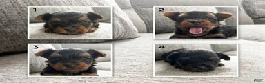 Yorkshire Terrier 1