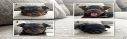 Yorkshire Terrier dogs for sale: Yorkshire Terrier 1 - Ad 1