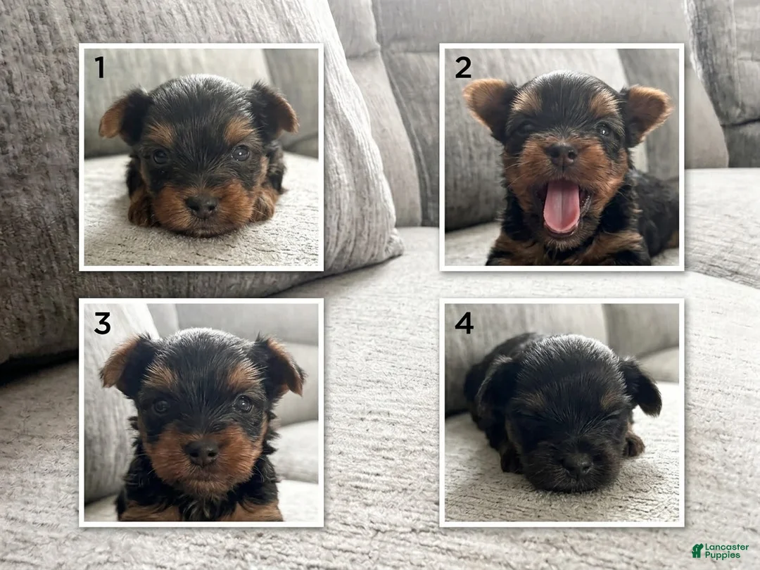 Yorkshire Terrier dogs for sale: Yorkshire Terrier 1 - Ad 1