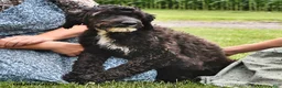 Portuguese Water Dog dogs for sale: Glen - Ad 6