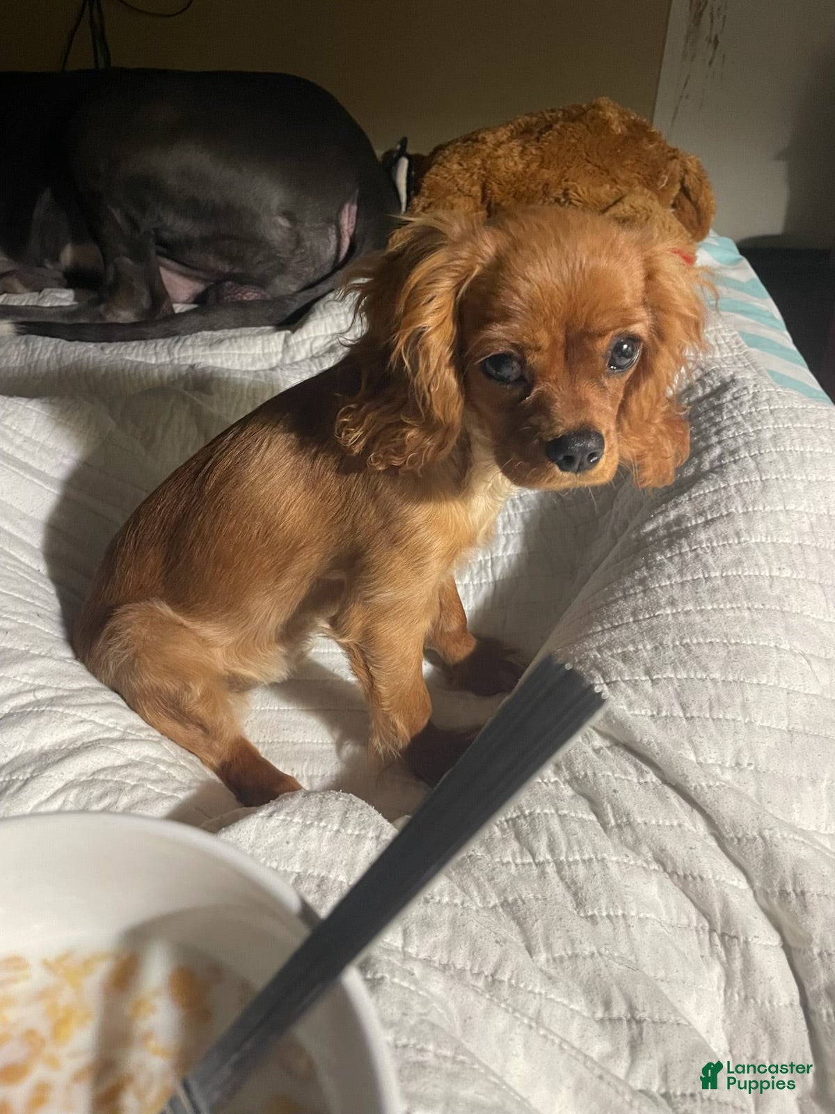 Cavalier King Charles Spaniel dogs Cavalier King Charles Spaniel Puppy 1 - Ad 13