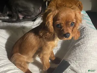 Cavalier King Charles Spaniel dogs Cavalier King Charles Spaniel Puppy 1 - Ad 13