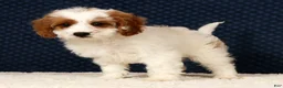 Cavapoo dogs for sale: Easton - Ad 6