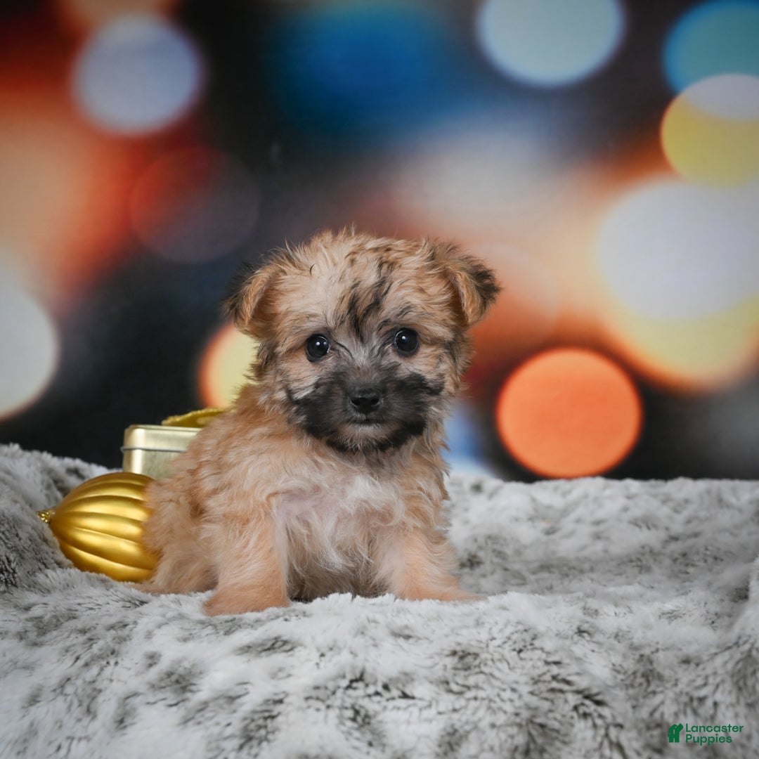Morkie dogs for sale: Millie - Ad 5