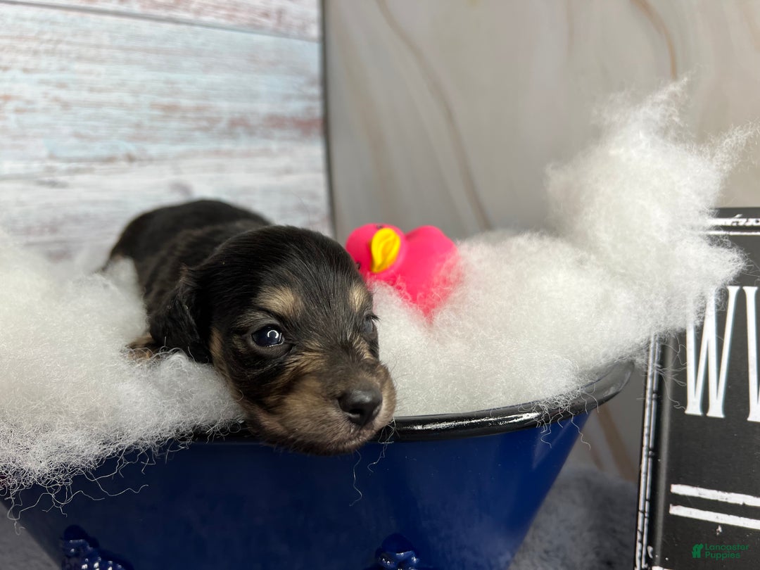 Miniature Dachshund dogs for sale: Black and cream South african - Ad 2