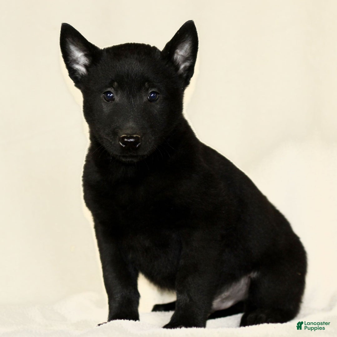 Belgian Malinois dogs for sale: Collin  - Ad 1