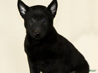 Belgian Malinois dogs Collin - Ad 42