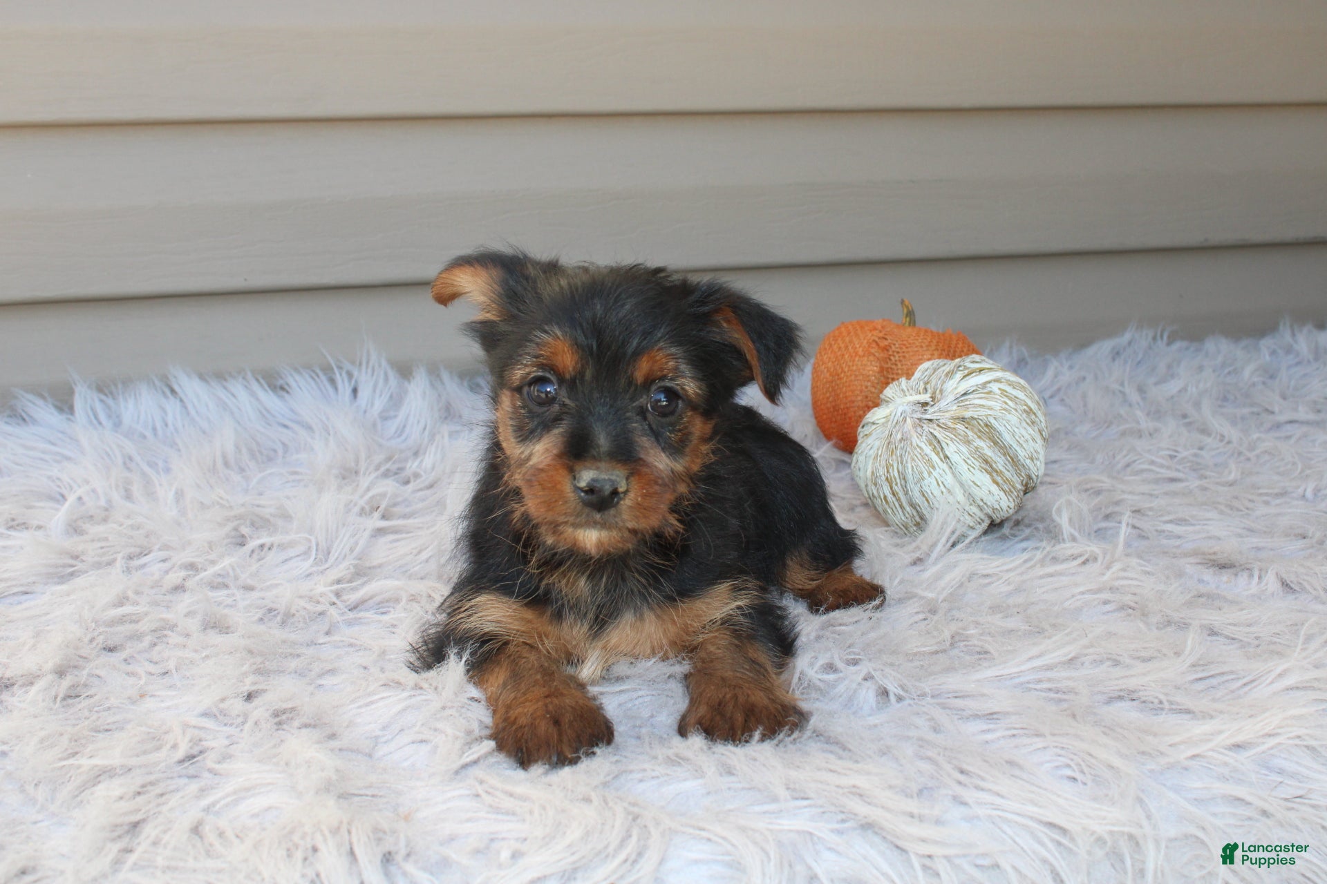 Yorkshire Terrier dogs Scotty - Ad 1