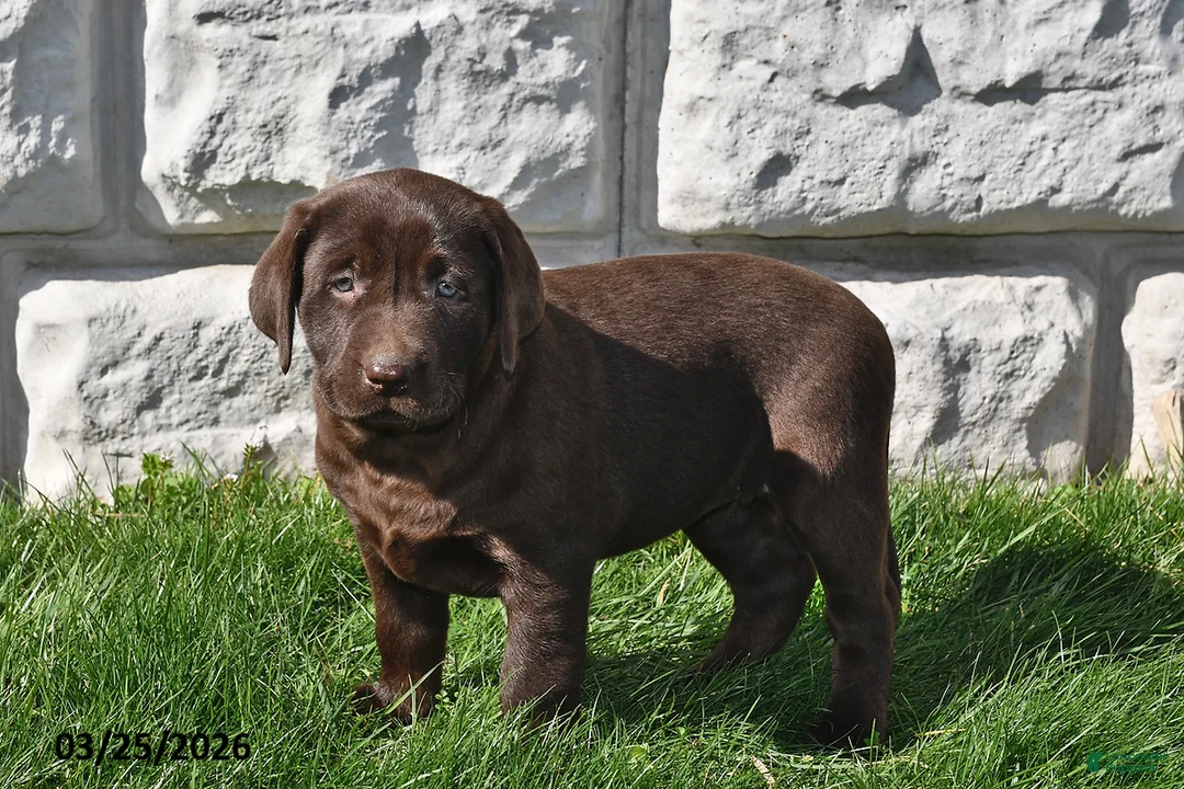 Labrador Retriever dogs for sale: Reba - Ad 3