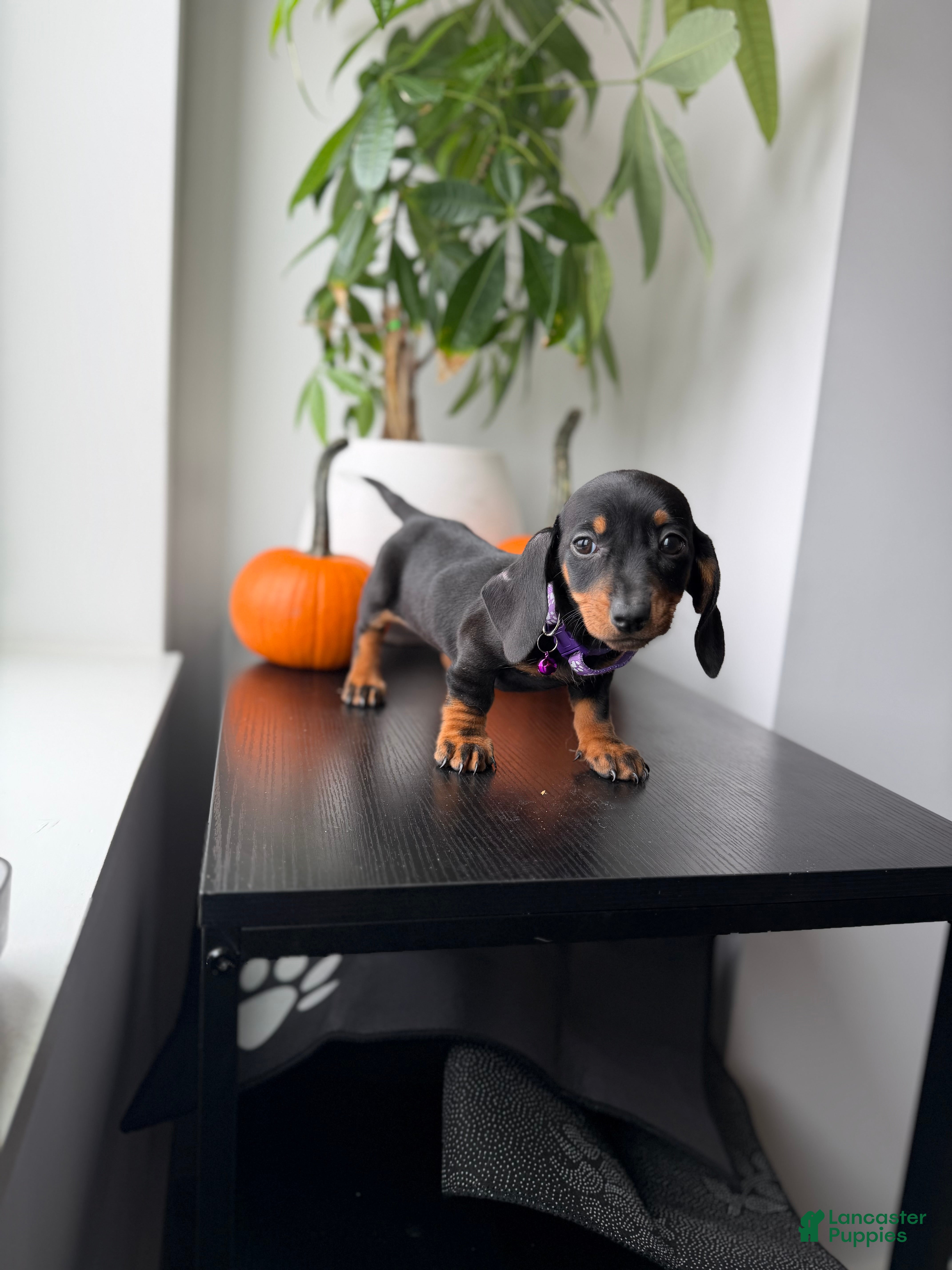 Miniature Dachshund dogs for sale: Reign - Ad 1
