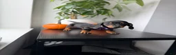 Miniature Dachshund dogs for sale: Reign - Ad 1