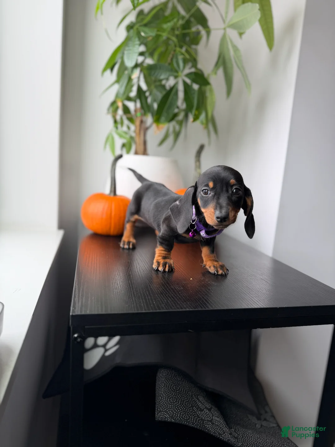 Miniature Dachshund dogs for sale: Reign - Ad 1