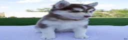 Pomsky dogs for sale: Scout - Ad 5