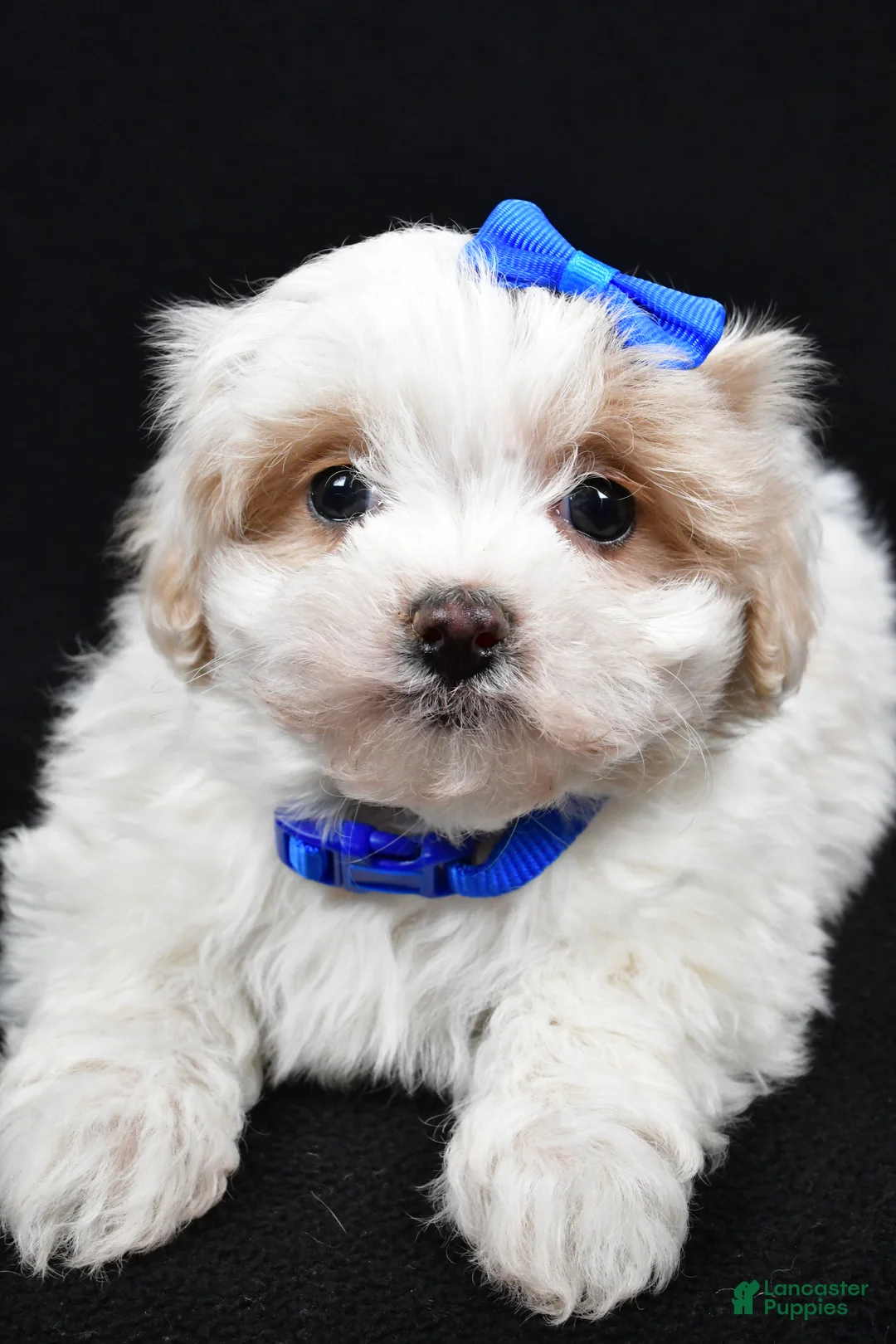Maltipoo dogs for sale: Joey - Ad 5