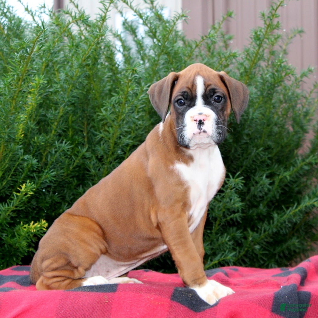Boxer dogs for sale: Alex  - Ad 2
