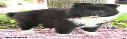 Pomsky dogs for sale: Gracie - Ad 3