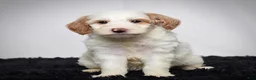 Mini Goldendoodle dogs for sale: Ms. Ashley - Ad 6