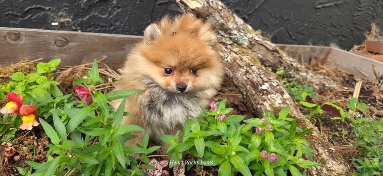 Pomeranian dogs Camilla Rein - Ad 1