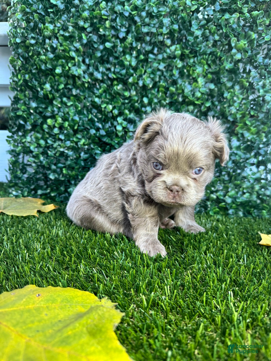 French Bulldog dogs for sale: Ocean - Ad 2