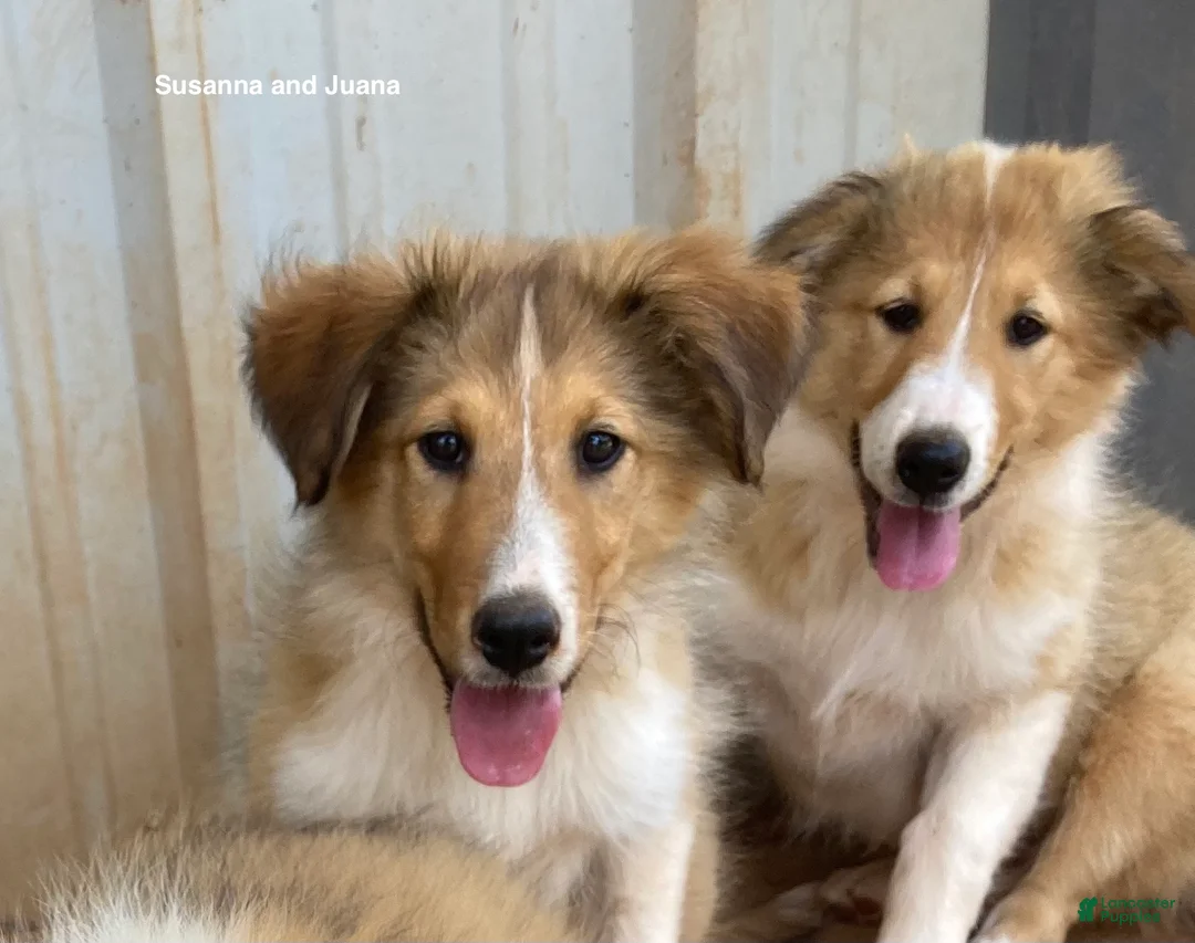 Collie dogs for sale: Susanna - Ad 2