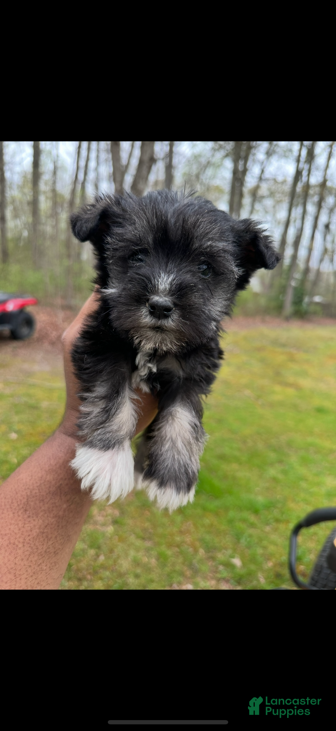 Miniature Schnauzer dogs for sale: Miniature Schnauzer Puppy 1 - Ad 1