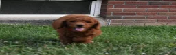 Standard Poodle dogs for sale: Bruno moyen - Ad 7