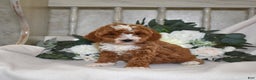 Miniature Poodle dogs for sale: Jasmine - Ad 4