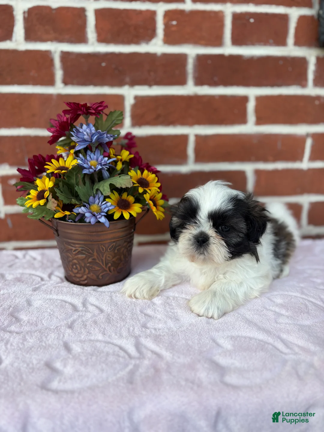 Shih Tzu dogs for sale: Wendy - Ad 5
