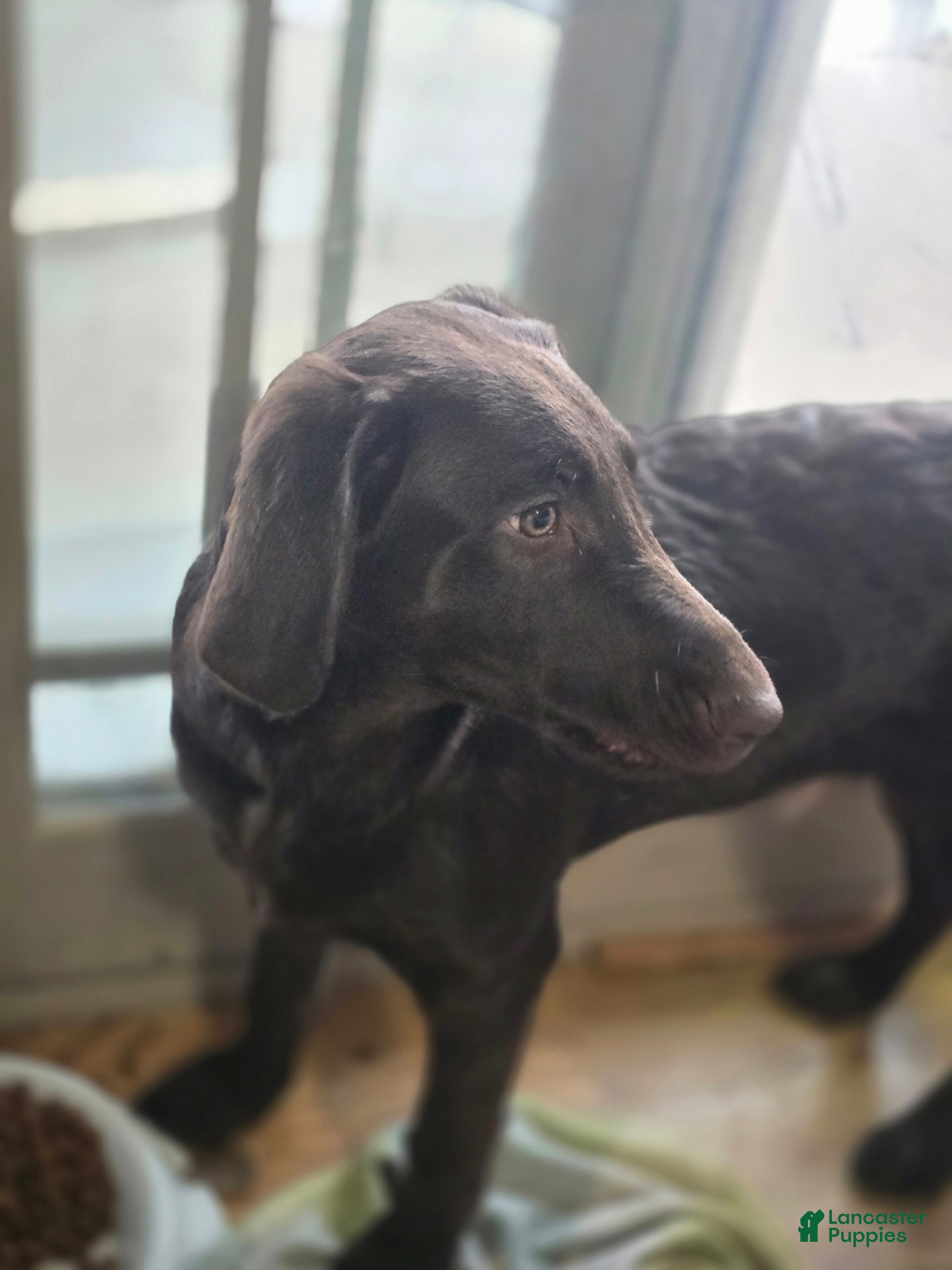 Labradoodle dogs Tater - Ad 2