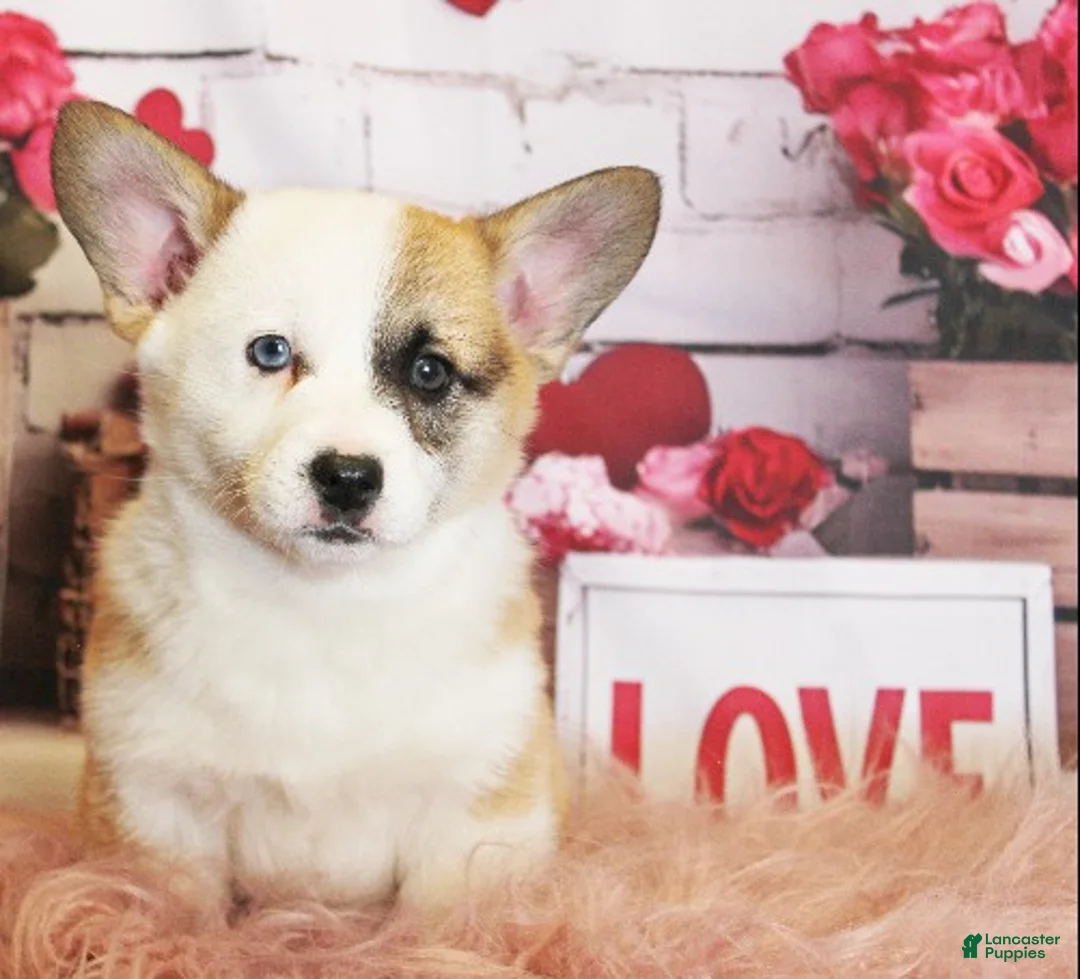 Welsh Corgi Pembroke dogs for sale: Elsa Genetically CLEAR - Ad 2