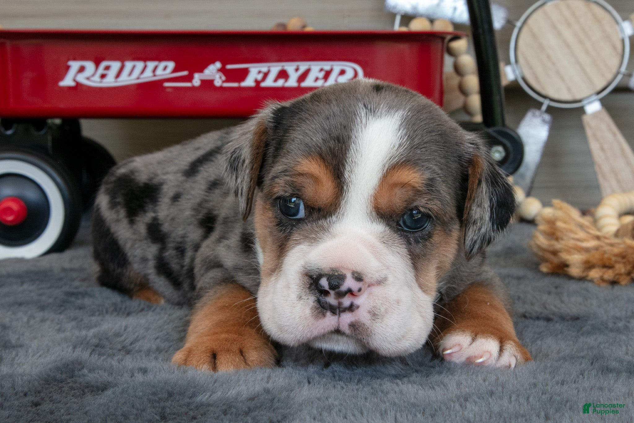 Beabull dogs for sale: Navy - Ad 2