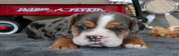 Beabull dogs for sale: Navy - Ad 1