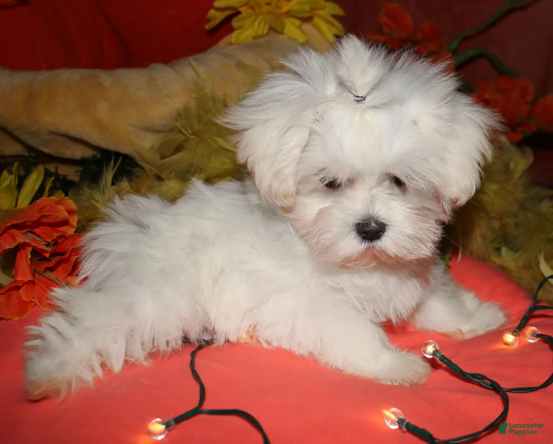 Maltese dogs for sale: Mable - Ad 2