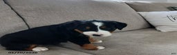 Bernese Mountain Dog dogs for sale: Claire - Ad 5