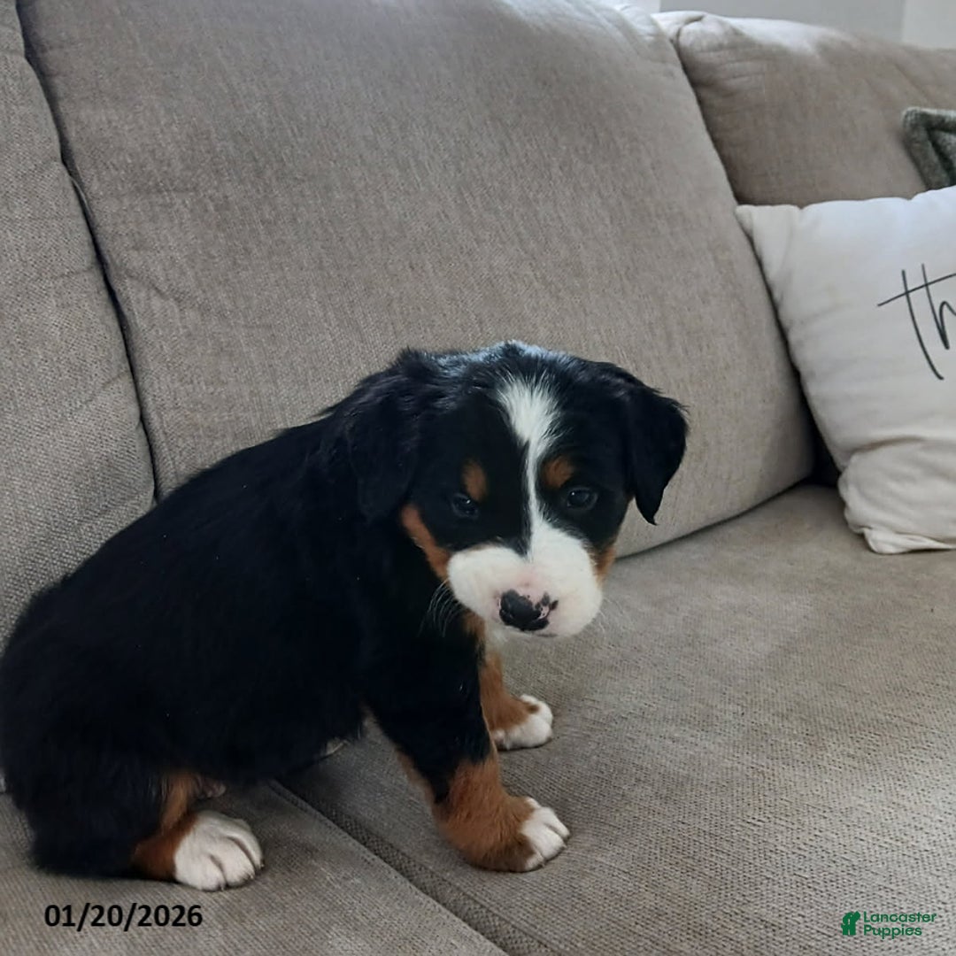 Bernese Mountain Dog dogs for sale: Claire - Ad 5