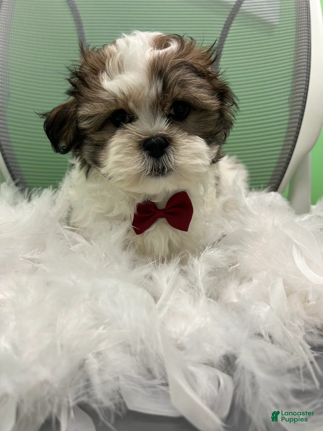 Malshi dogs for sale: Malshi Puppy 1 - Ad 3