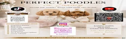 Toy Poodle dogs for sale: Toy Poodle Puppy 4 - Ad 6